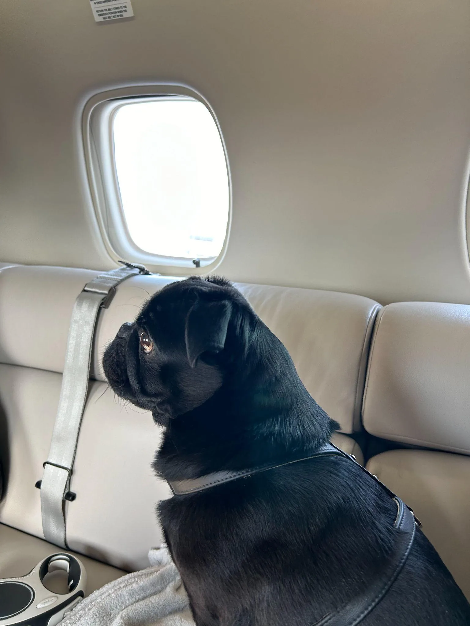 Ein schwarzer Mops sitzt angeleint auf der Sitzbank im Privatjet und schaut aus dem Kabinenfenster